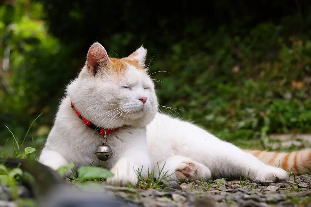 Фотографии японских кошек. Shironeko кот. Японский кот. Кошка спокойствие. Котики в Японии.