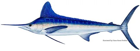 White marlin