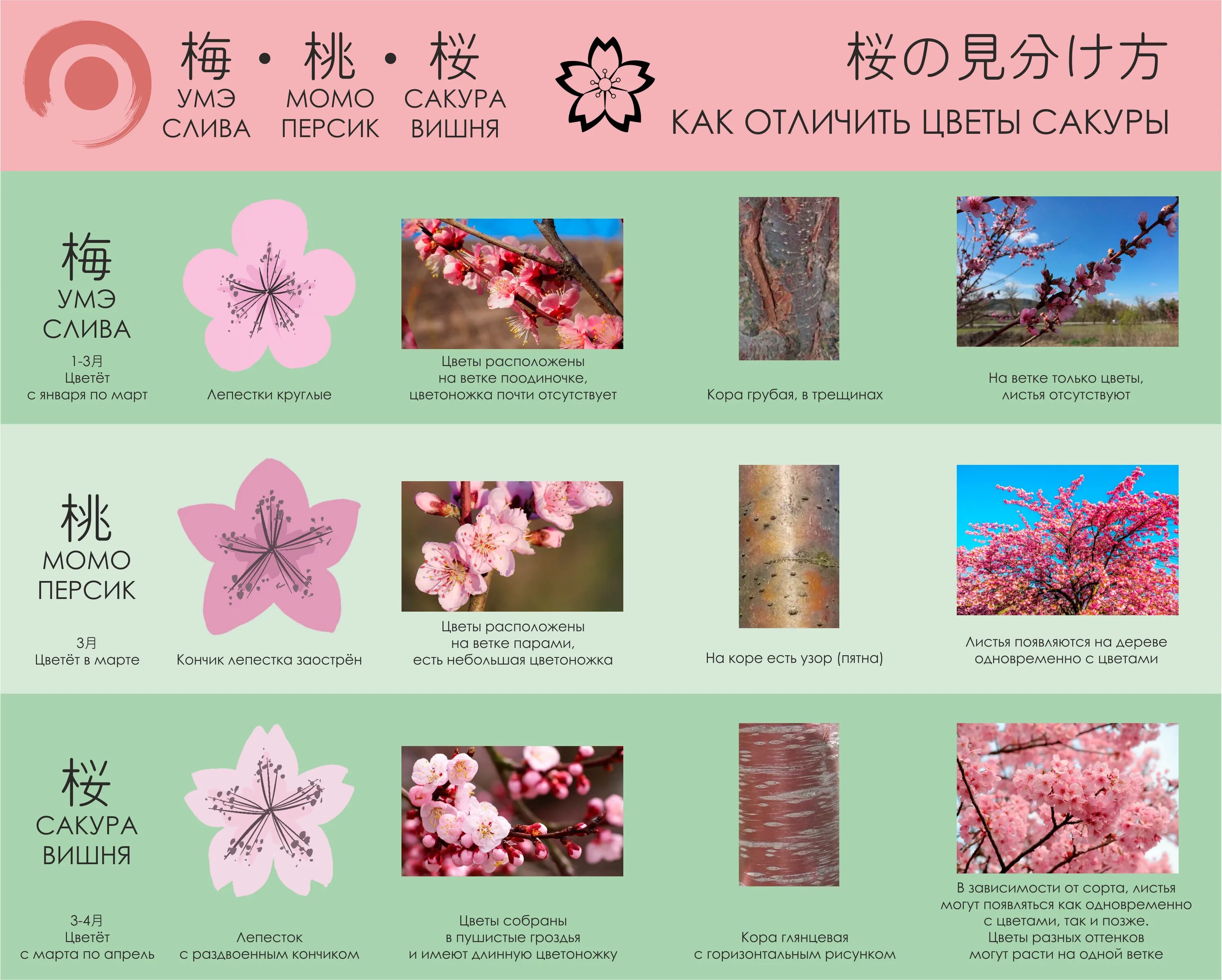 Сакура что означает. Цветы похожие на сакуру. Дерево похожее на сакуру. Цветок Сакуры и яблони отличия. Строение цветка Сакуры.