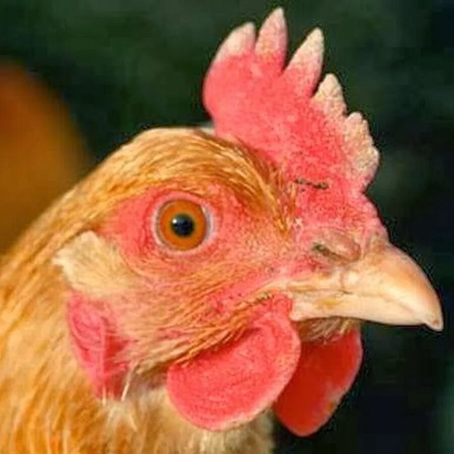 У кур белые гребни. У кур белые гребни. Наросты на клюве у курей. Гребень петуха. Белые куры с большим гребешком на бок порода.