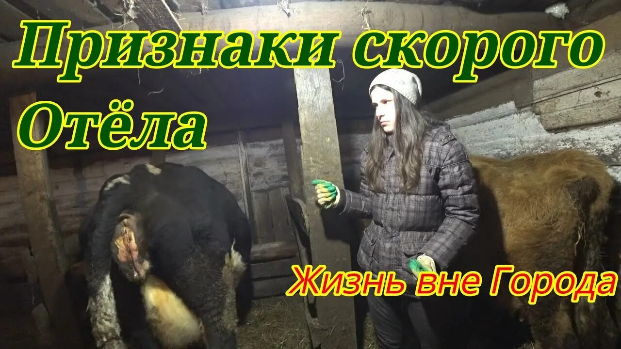Какие признаки отела корова. Стельная корова. Какие признаки отела корова. Задержание последа у крс. Какие признаки отела корова.