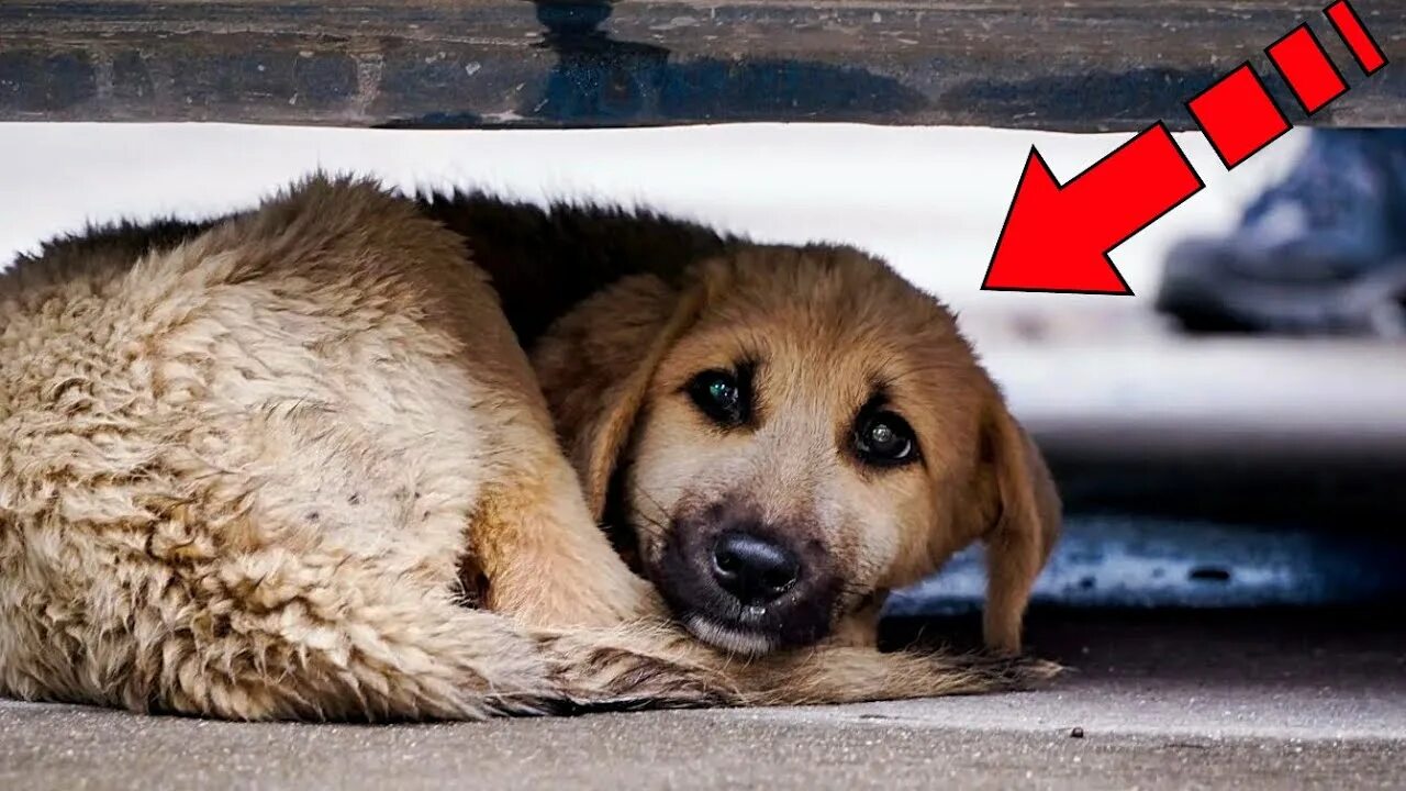 Бездомные животные красноярска. Бездомные животные красноярска