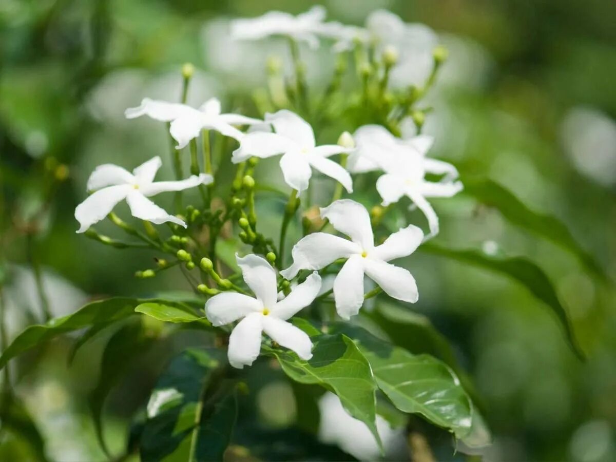 Jasminum officinale. Цветок жасмина Jasminum. Цветы plant