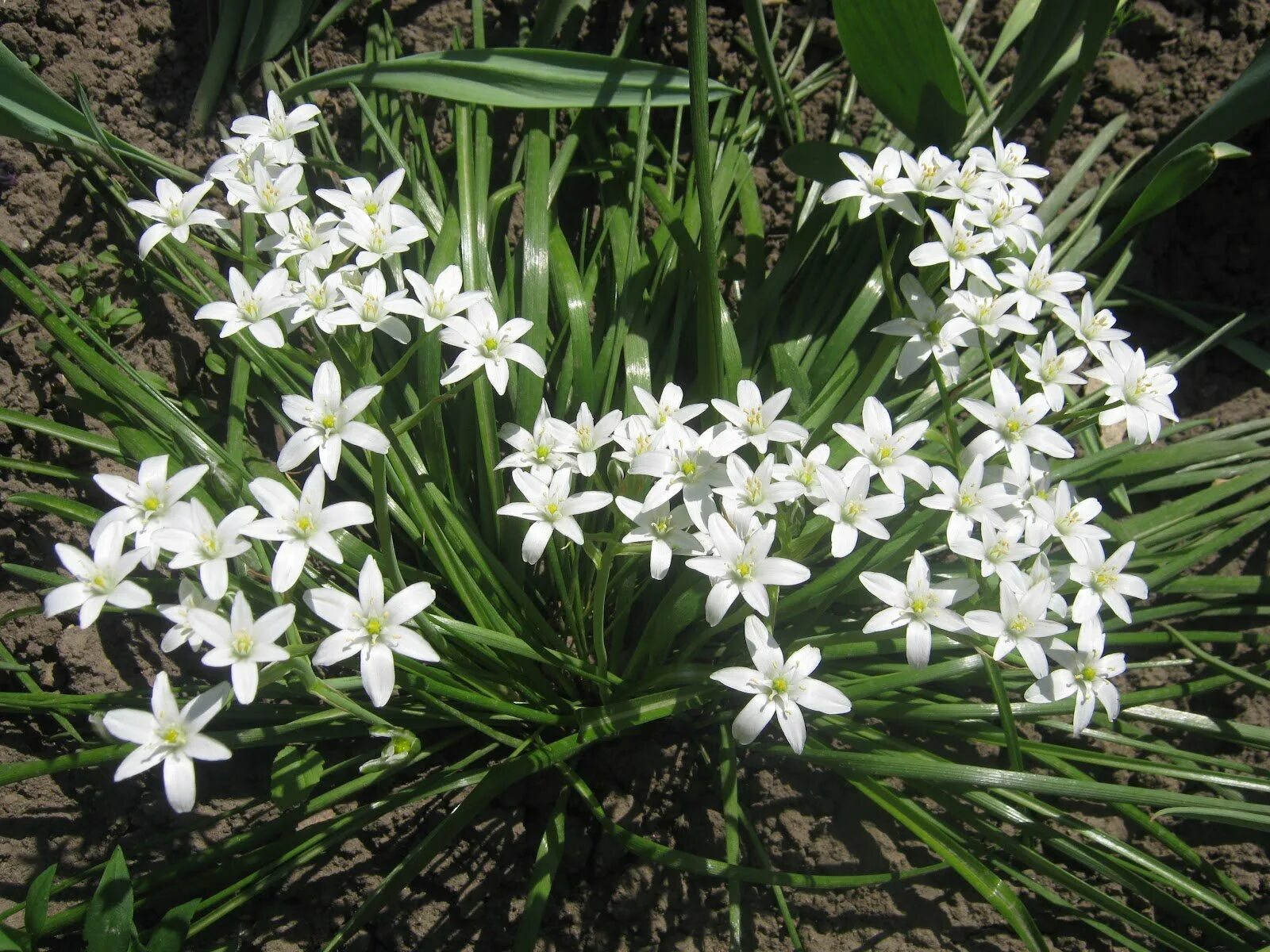 Ранние цветы белого цвета. Луковичные хионодокса. Первоцветы хионодокса. Хионодокса пролеска. Хионодокса белая.