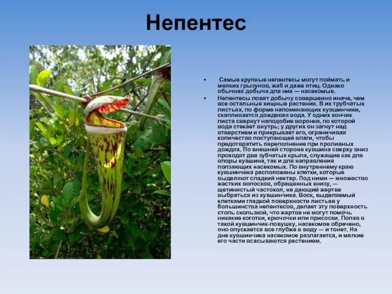 Растения хищники презентация непентес. Растения хищники доклад. Сообщение о хищных растениях. Хищные растения доклад.