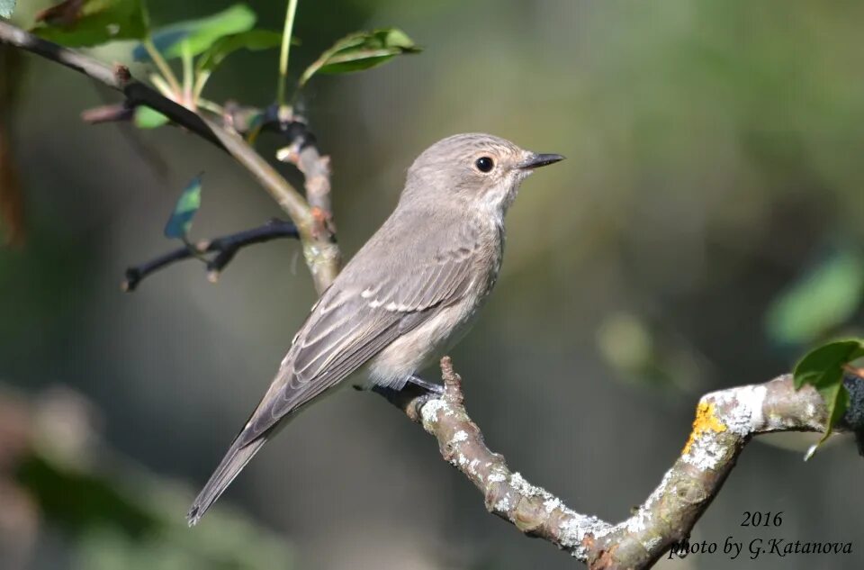 Прочитать серая птица. Серая мухоловка (Muscicapa striata). Мухоловка серая – Muscicapa striata (Pallas, 1764). Серая мухоловка в Сибири. Серенькие птички Подмосковья.