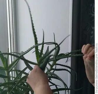 Сухое алоэ