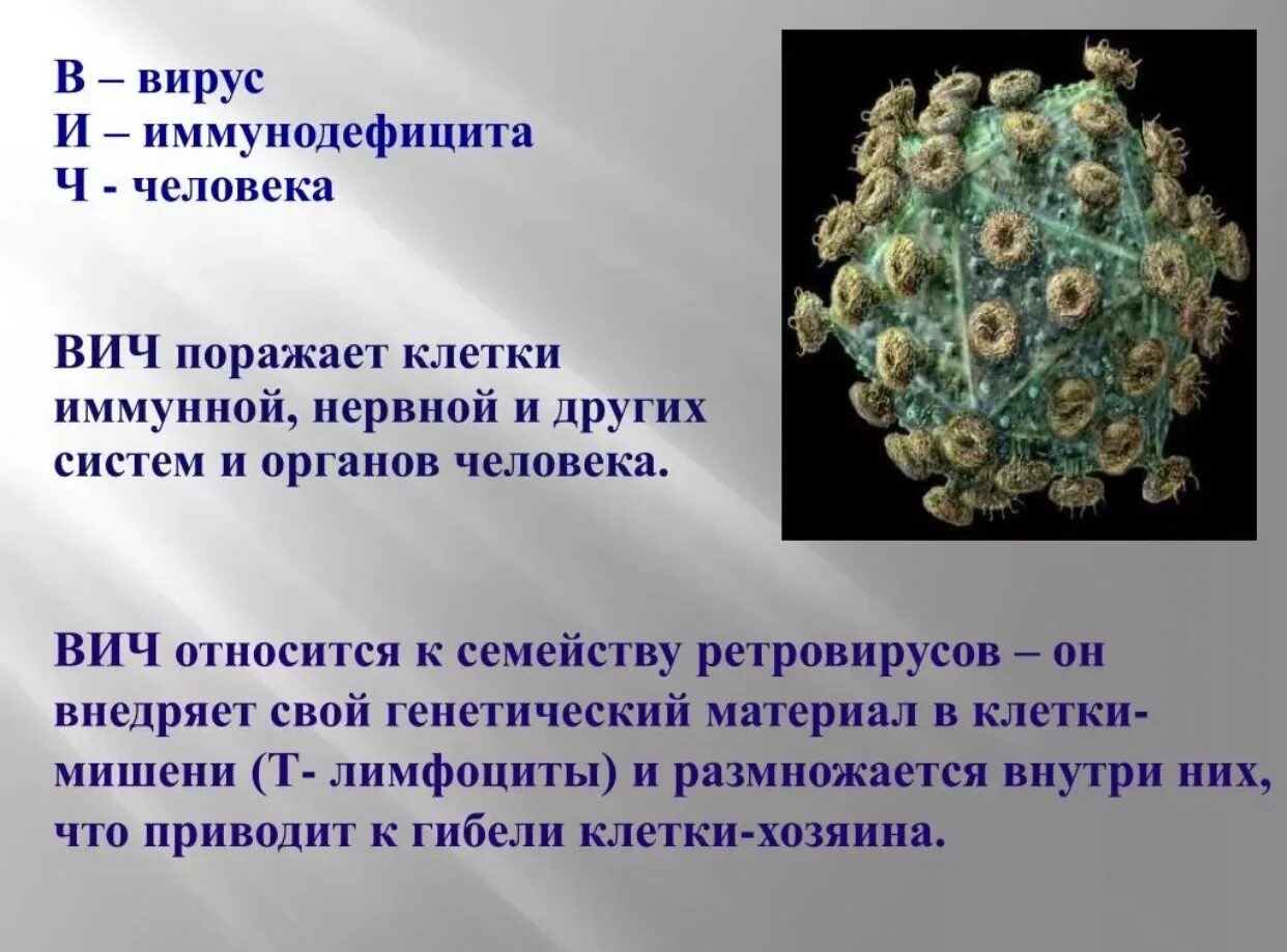 Спид организм. ВИЧ поражает клетки иммунной системы. Вирус иммунодефицита человека поражает. Вирус иммунодефицита человека поражает клетки. Вирусы иммунодефицита человека ВИЧ поражает.