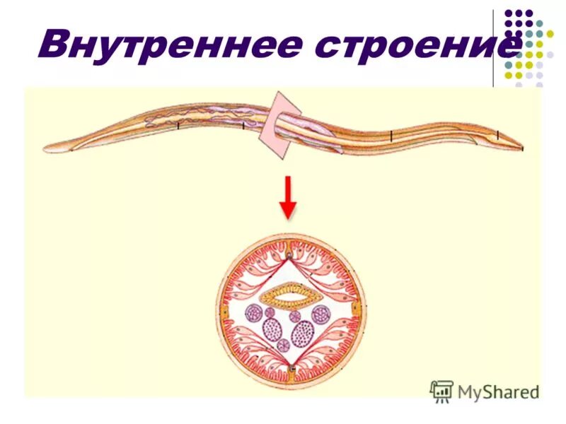 Кожно мускульный круглые черви. Симметрия круглых червей. Симметрия тела круглых червей. Симметрия круглого червя. Тип симметрии круглых червей.