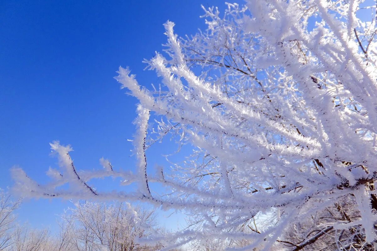 Снежные деревья. Изморозь на деревьях. Изморозь на деревьях. Иней на деревьях. Изморозь на деревьях.