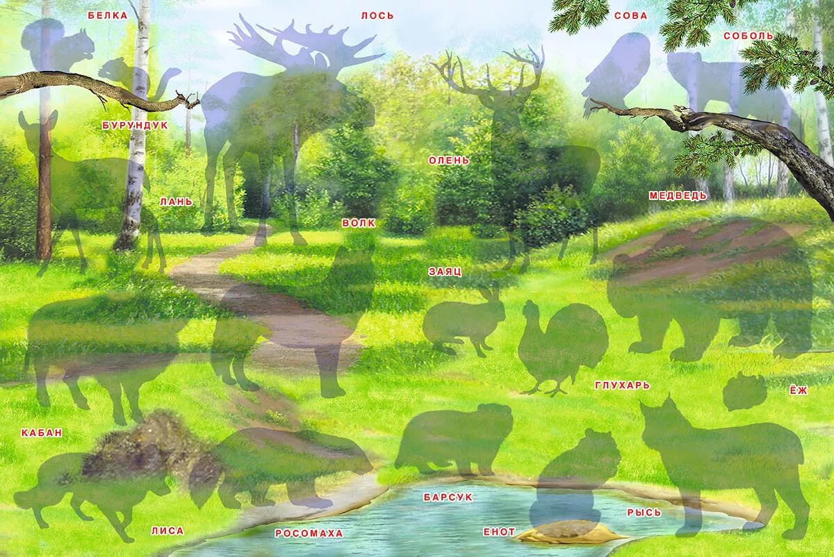 Плакат кто живет в лесу. Карточки животных обитающих в лесу. Лесные животные для малышей. Лесные животные для дошкольников. Кто живет в лесу конспект.