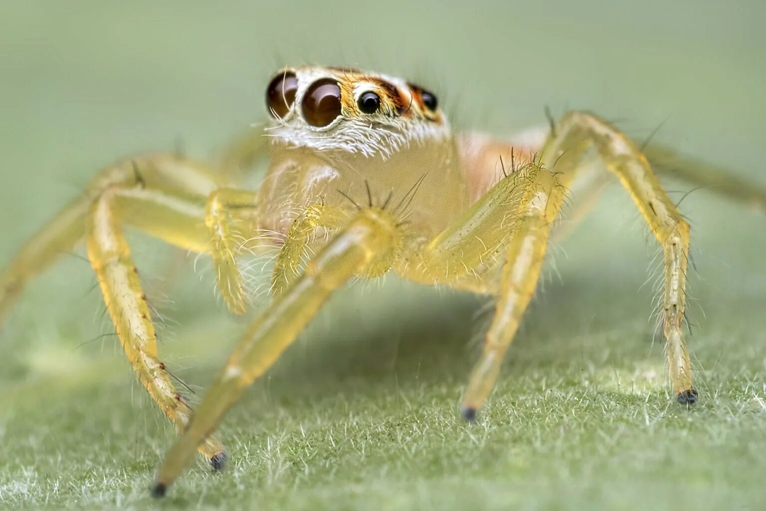 Арахнид желтый паук. Паук сенокосец. Желтосумый паук. Пауки-миметиды. Беспозвоночные пауки