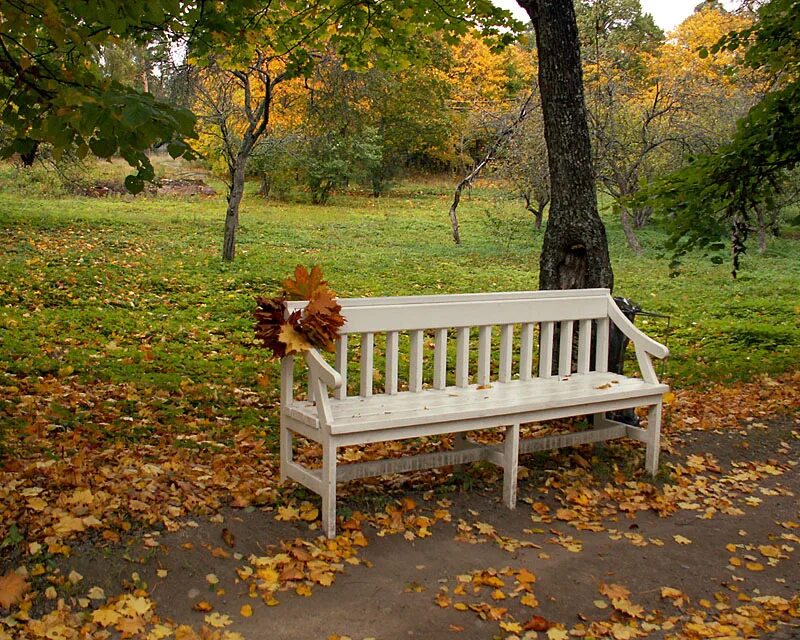 Клен в деревне. Осень скамейка в парке. Осень в парке. Листья на скамье. Под одним из кленов стояла ветхая скамья.