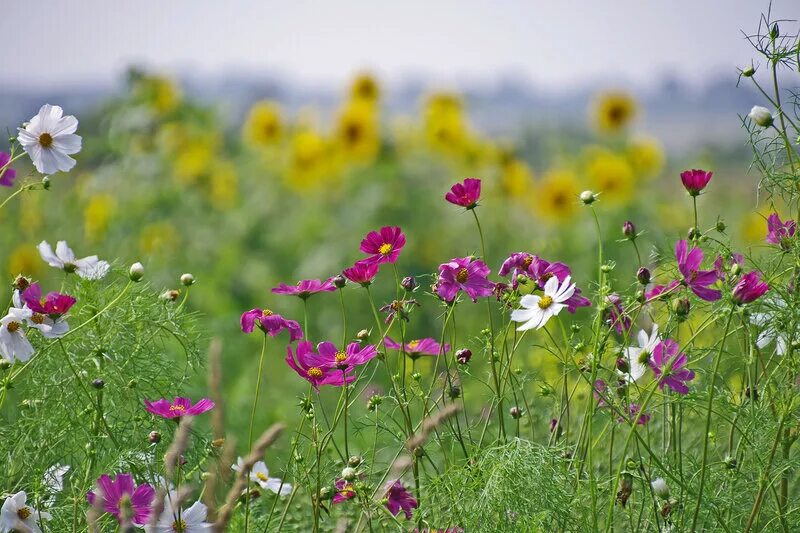 полевые цветы. цветы лета отзывы. полевые цветы космея. цветы летние садовые. газонная трава рай для бабочек.