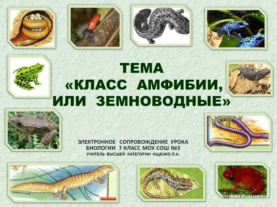 Амфибия 7 класс. Класс земноводные 7 класс биология. амфибия биология 7. класс земноводные или амфибии. амфибии 7 класс биология.