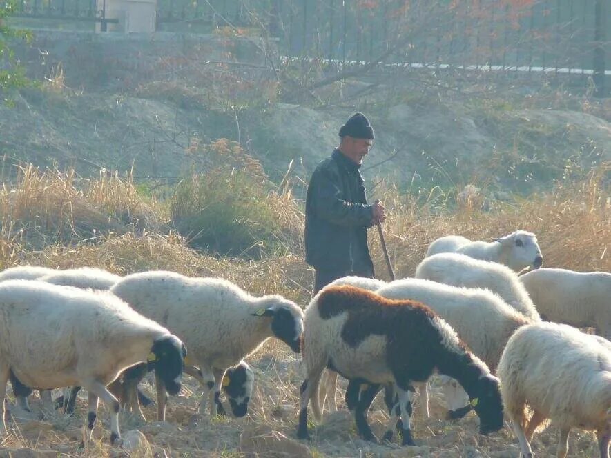 Чабан пастух овец. Пастух в горах. Пастухи и гольф. Пастух с овцами рисунок. Толпа коров.