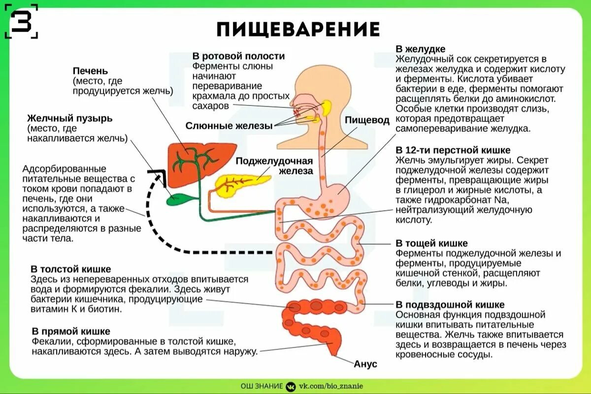 Таблица пищеварения человека. Пищеварительная система человека ЕГЭ. Строение органов пищеварения пищеварительная система. Пищеварительная система ЕГЭ биология функции. Схема пищеварительной системы человека 8 класс биология.