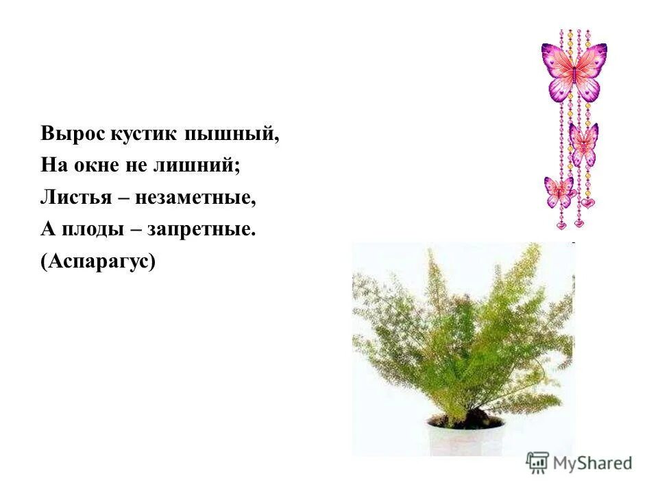 аспарагус паспорт растения для детского сада. береза лиственница герань аспарагус лишнее 3 класс. аспарагус уголке природы. аспарагус паспорт растения. что лишнее береза лиственница герань аспарагус.