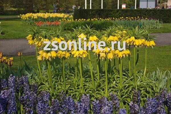 Посадка рябчика императорского весной в открытый грунт