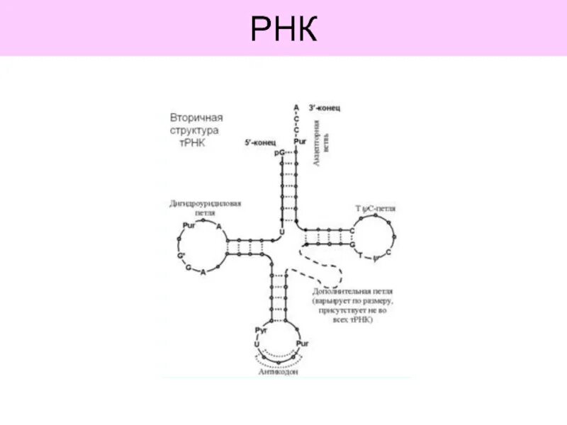 Вторичная структура РНК. Вторичная структура структура РНК. Первичная и вторичная структура РНК. Вторичная структура ТРНК.