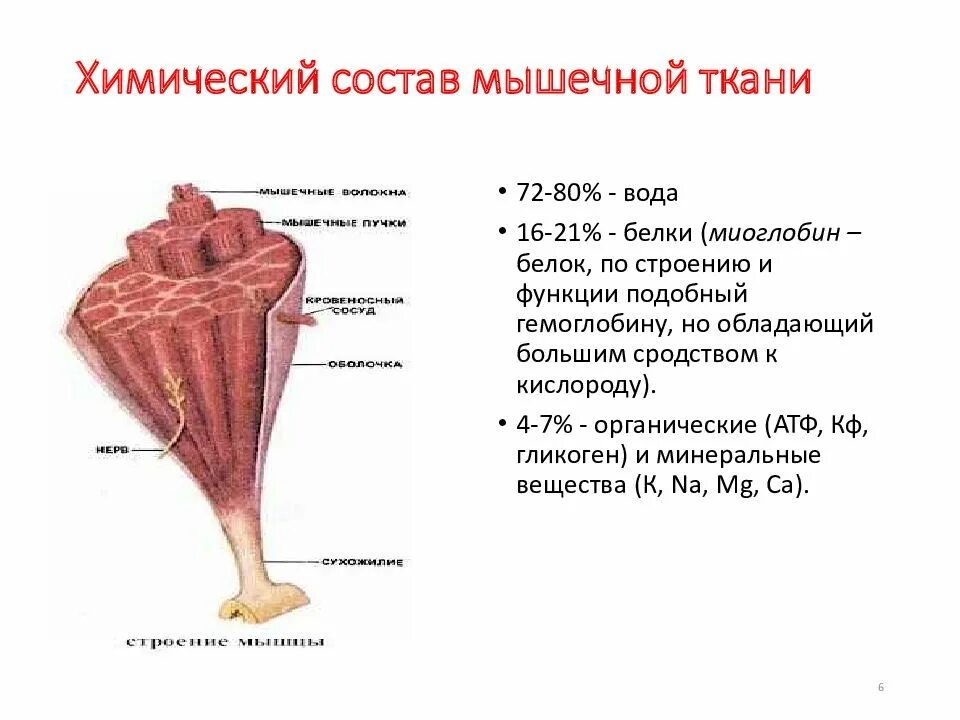 Химический состав ткани организма. Химический состав мышечной ткани. химический состав мышечной ткани белки мышечной ткани. химическое строение мышечной ткани. схема химического состава мышечной ткани.
