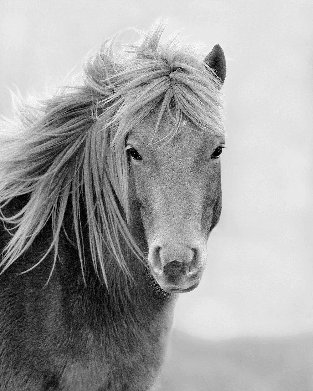 Лошадка черно белая. Лошадь черно белая. Морда лошади. Белая лошадь с черной гривой. Лошадь ч б.