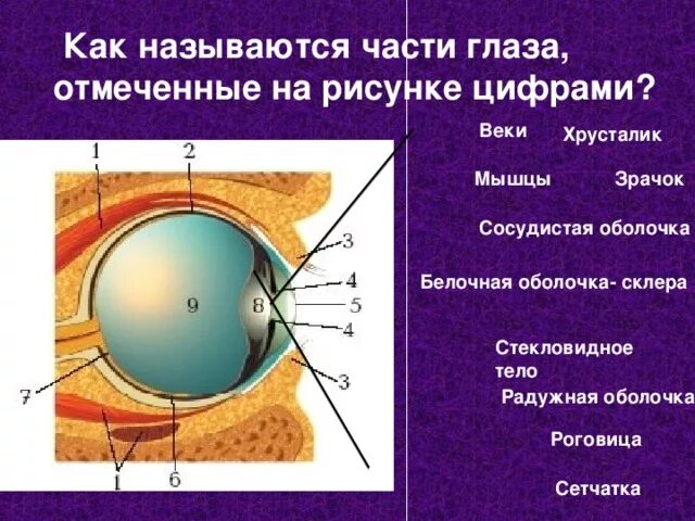Как называется прозрачная часть белочной оболочки глаза