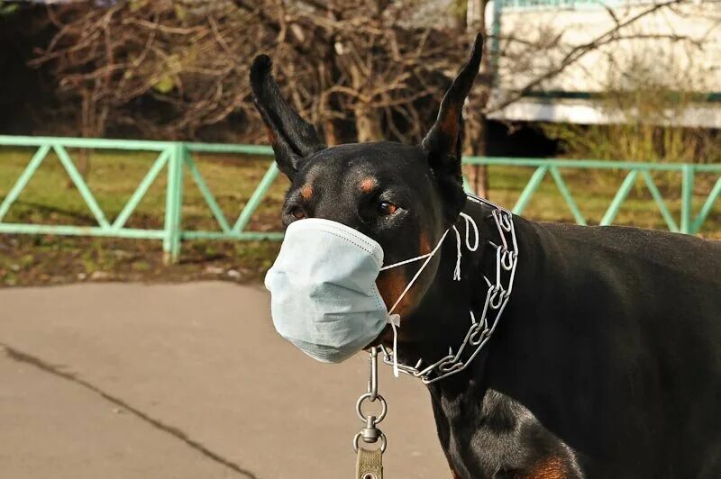 Dog masking. Намордник для собак. Смешные намордники для собак. Намордник для человека. Намордник для добермана.