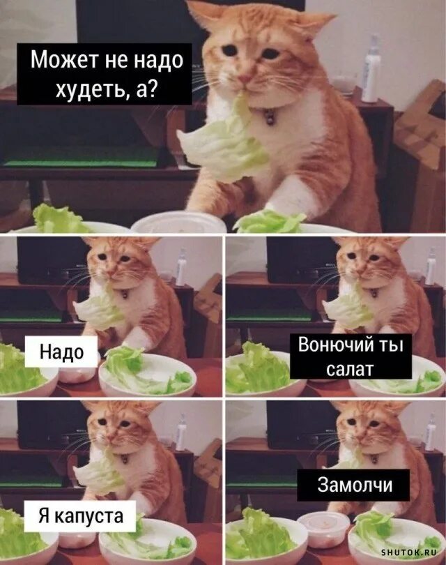 Иди помойся ты воняешь. Кот на диете. Вонючий ты салат. Может не надо худеть. Вонючий ты салат я капуста.