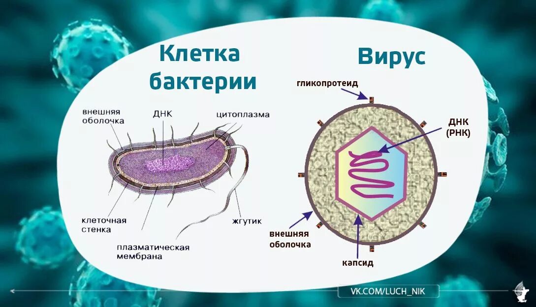 Вирусы отличаются от бактерий. Разница между вирусом и бактерией. Отличие вируса от бактерии. Строение вирусов и бактерий. Чем отличается бактерия от вируса простыми словами