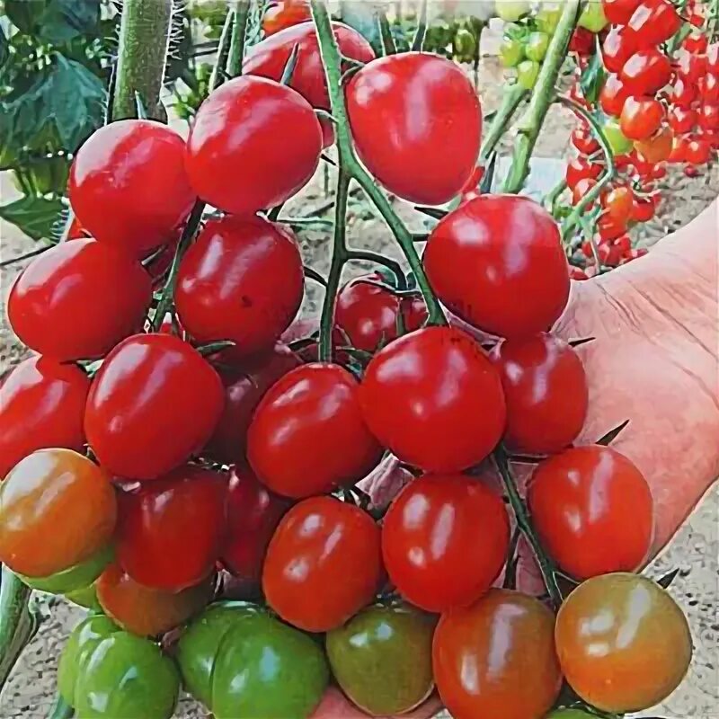 Помидоры ирина описание сорта фото отзывы фото