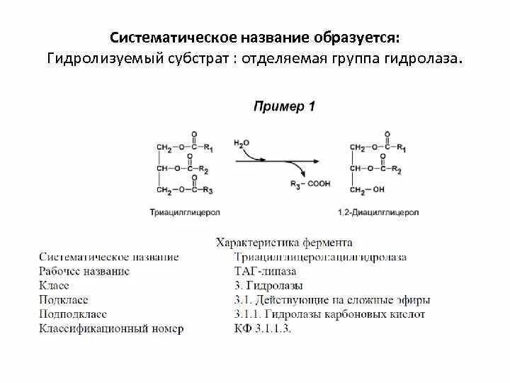 Ферменты реакции примеры. Примеры гидролазы ферментов реакции. Систематическое название гидролаз. Гидролазы примеры ферментов. Гидролазы биохимия.