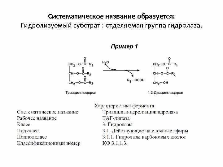 Систематическое название соответствует. Примеры гидролазы ферментов реакции. систематическое название гидролаз. гидролазы примеры ферментов. гидролазы биохимия.