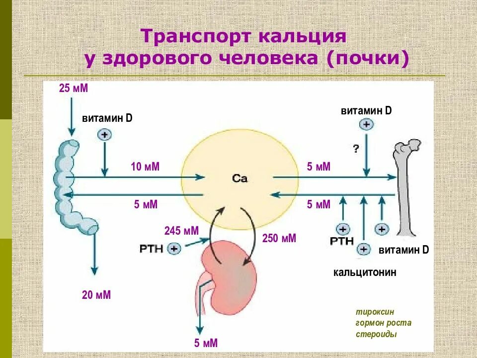 Всасывание кальция. Всасывание кальция