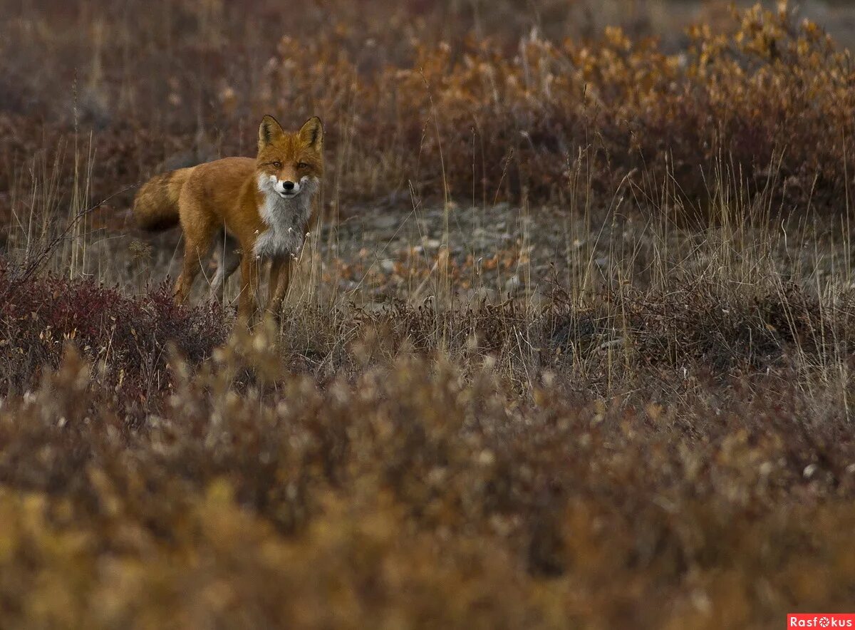 Лиса зимой. Байкальский заповедник лисица. Лисица в тундре. Картинки рыжая лиса в арктике сведения. Лисица в тундре.