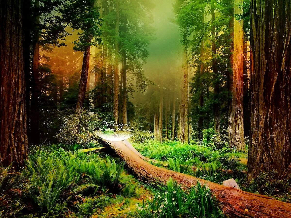 фэнтези природа. зачарованный лес (чудесный лес) (1986). сказочный лес форум. сказочный лес форум. зачарованный лес (чудесный лес) (1986).