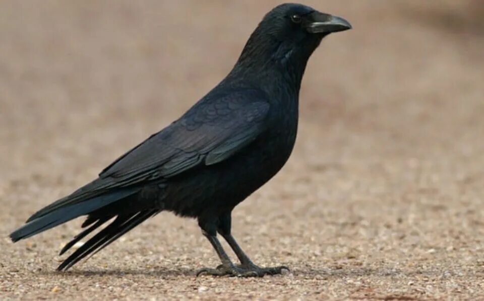 Фроим Грач. Карга. Питерская ворона. Птица карга черная.