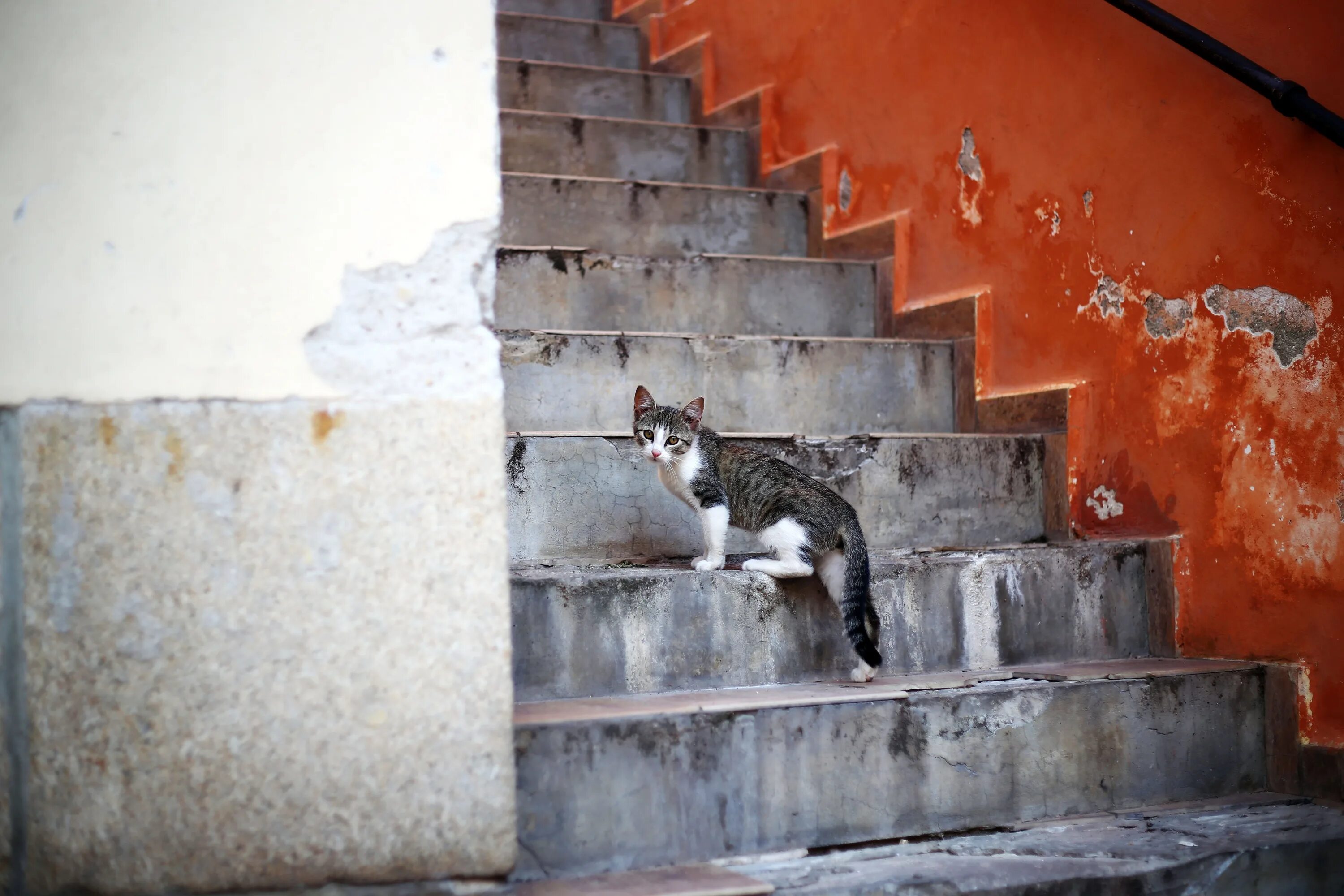 Подниматься по красной лестнице. Ступеньки для кошек. Лестница для кошек. Котики на ступеньках. Кот спускается.