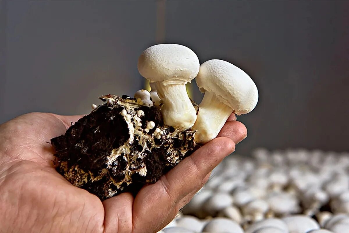 Грибы шампиньоны выращивание в домашних условиях. Грибница шампиньонов. Мицелий гриб шампинион. Культивируемые грибы шампиньоны. Шампиньоны растут.