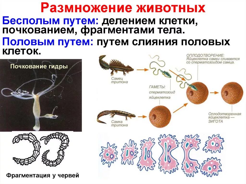 Перестали размножаться. Половое размножение животных оплодотворение. Как размножаются животные. Бесполое размножение животных. Как размножаютьсяживотные.