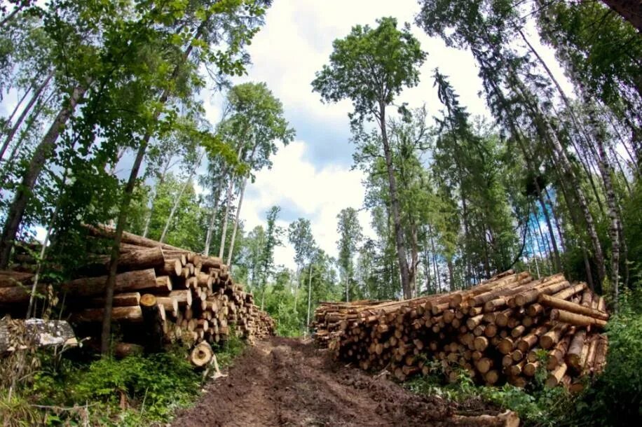 Незаконная вырубка лесов. Правовой режим лесного фонда. Лесной. Заготовка леса карелия. Земли лесного фонда.