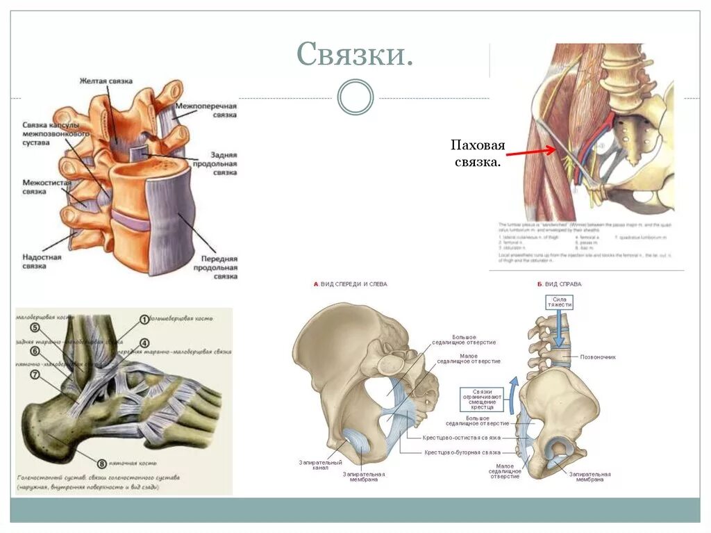 Связка называться. Мышцы связки сухожилия позвоночника. Связки анатомия функции. Строение связок человека. Связки сухожилия суставы функции.
