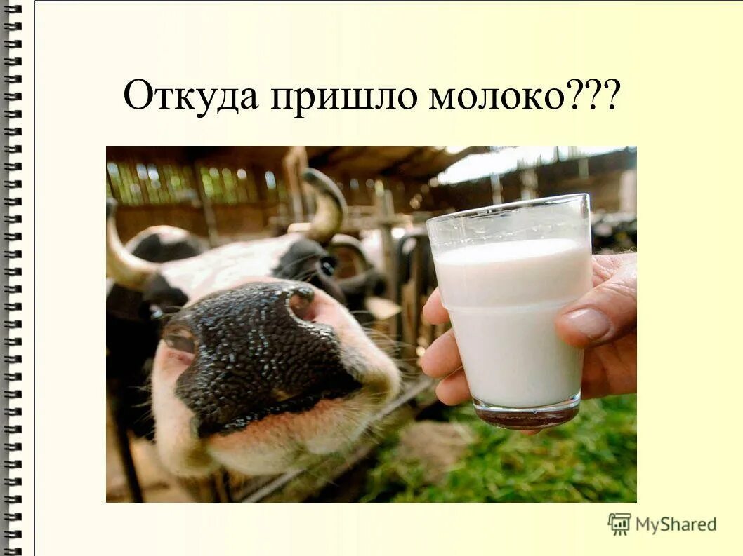 Откуда пришло. Откуда берется молоко. Молоко пришло. Презентация откуда молоко берется. Откуда пришло молоко.