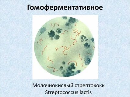 Молочнокислые бактерии стрептококки