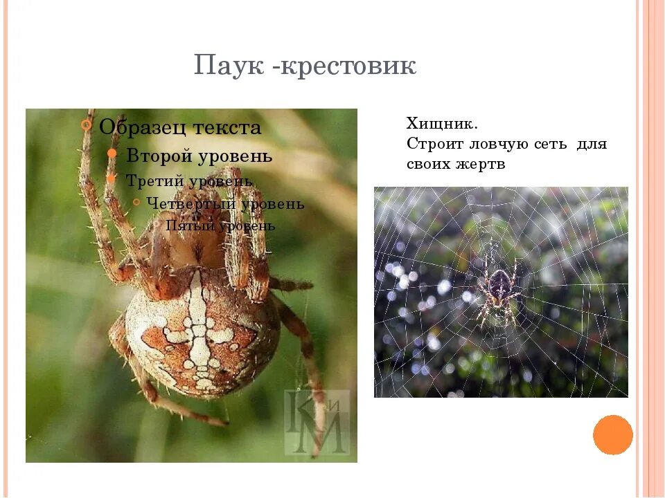 Ловчая сеть паука крестовика. Паук крестовик в Хабаровске.