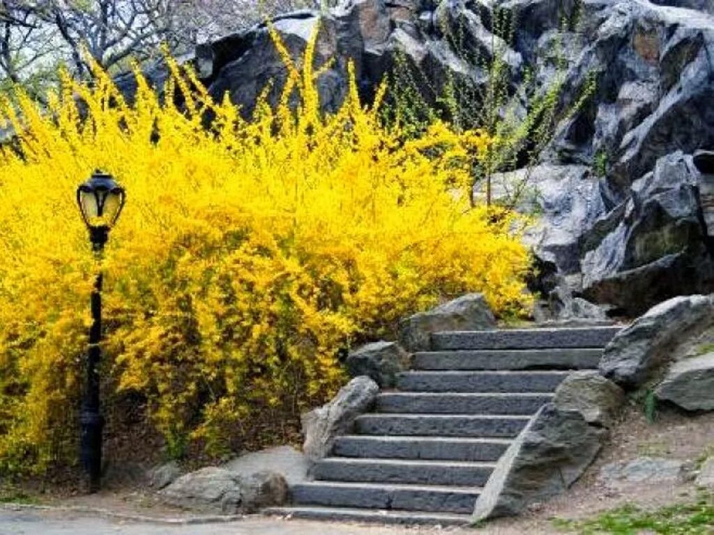 солнечный кустарник