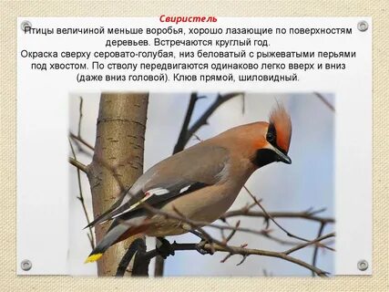 Птица свиристель фото и описание
