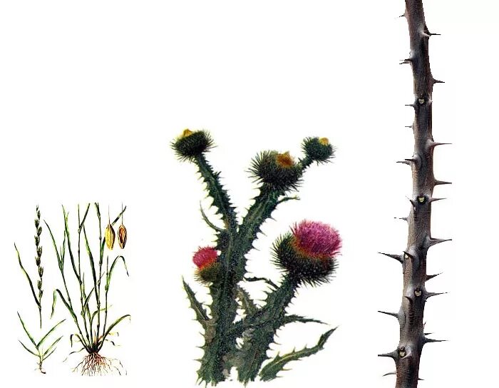 Милена завойчинская магия книгоходцев. Оксана гринберга заоблачная академия или единственная для дракона. Колючка в академии. Колючка в академии. Моя магическая академия.