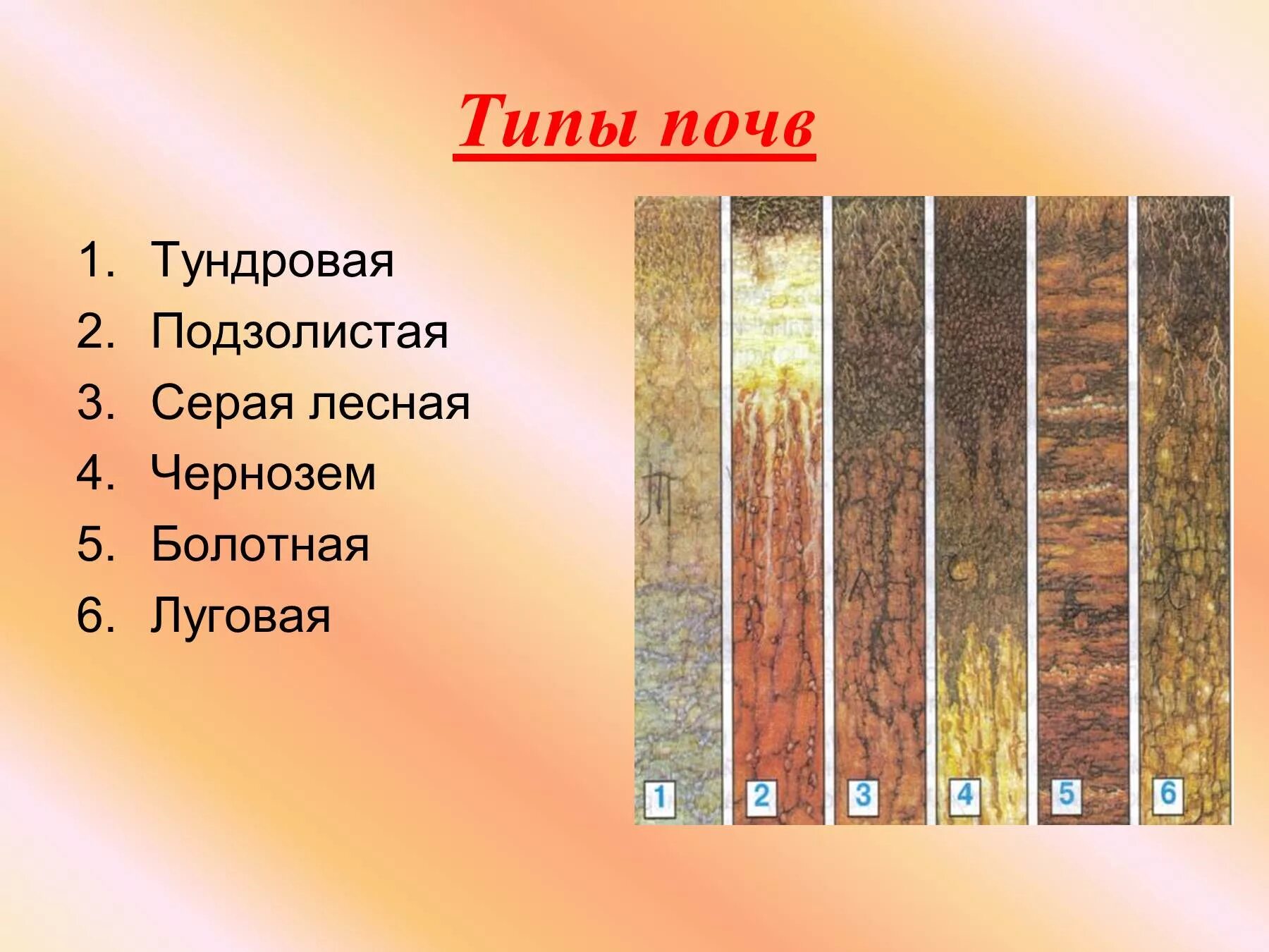 Укажите различия разных типов лесных почв. Типы почв чернозем подзолис. тундровая почва подзолистая серая лесная чернозем болотная луговая. окружающий мир 4 класс земля кормилица типы почв. типы почв тундровые подзолистые.