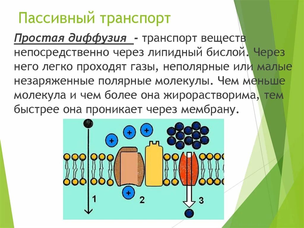 Пассивный транспорт облегченная диффузия. Активный и пассивный транспорт ионов через мембрану. Активный и пассивный транспорт веществ через мембрану кратко.